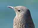 鳥類図鑑・イソヒヨドリ 4